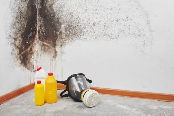 Best Mold Remediation for Specific Building Types in Somerset, TX