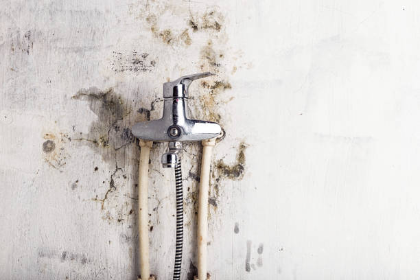 Best Black Mold Remediation in Somerset, TX