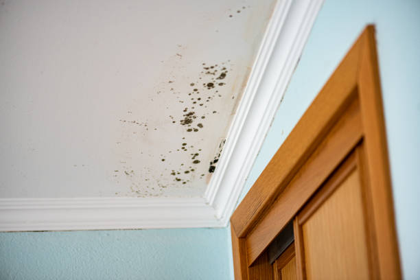 Best Post-Flood Mold Remediation in Somerset, TX
