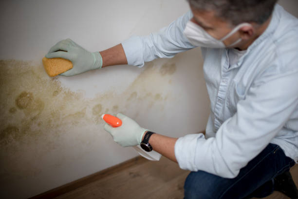 Best Localized Mold Remediation (e.g., coastal areas, humid climates) in Somerset, TX