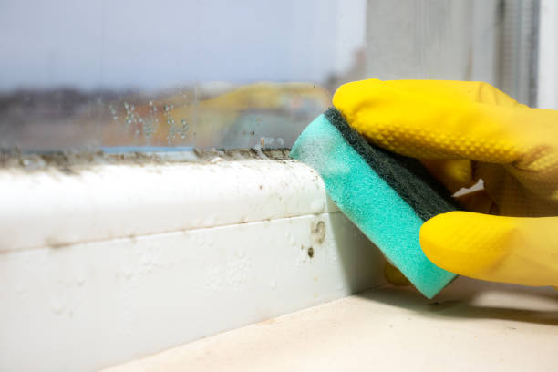 Best Basement Mold Remediation in Somerset, TX