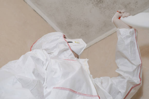 Best Localized Mold Remediation (e.g., coastal areas, humid climates) in Somerset, TX