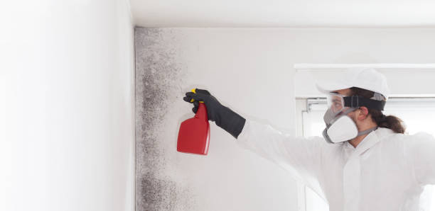 Best DIY Mold Remediation Support Services in Somerset, TX