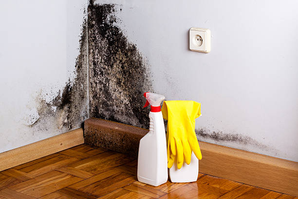 Best Industrial Mold Remediation in Somerset, TX