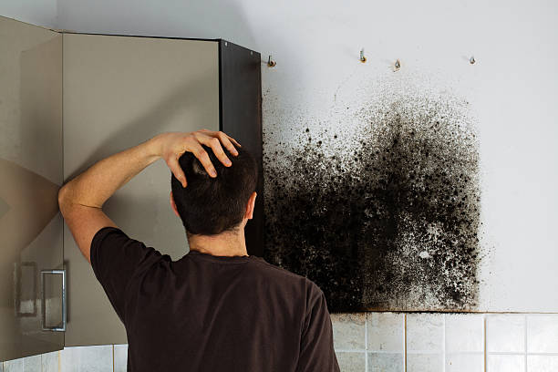 Best Residential Mold Remediation in Somerset, TX